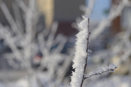 浆果红黑色的叶子和雪下的树枝。请记住2018年。