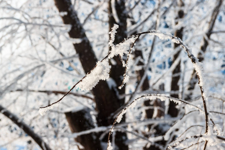 冬季景观。 白雪皑皑的大自然。 白雪覆盖的森林。 圣诞节的天气。