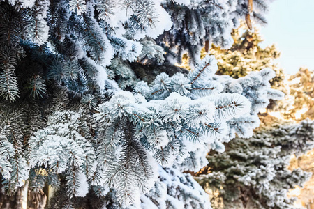 冬季景观。 白雪皑皑的大自然。 白雪覆盖的森林。 圣诞节的天气。