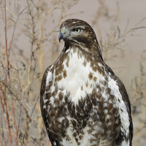 幼红尾鹰buteojamaicensis，bosque delapache国家野生动物保护区，新墨西哥