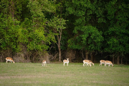 小鹿群在森林边的绿草坪上吃草