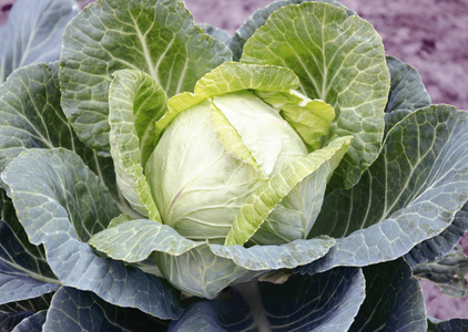 甘蓝植物，叶子和头在农田里，在农场床上，特写