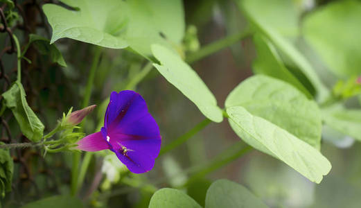 紫藤，开花植物科，俗称晨曦。