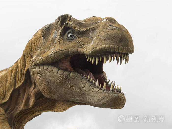 霸王龙trex头型最大食肉恐龙白背jpg