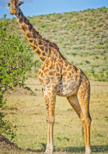 动物的脖子长颈鹿在野外. 长脖子的动物. 非洲大草原的野生世界照片