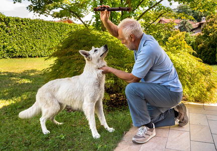 老人在花园里和白色瑞士牧羊犬玩耍。