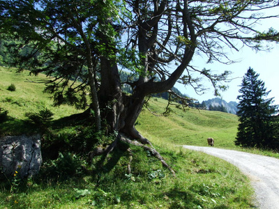 瑞士内罗登阿彭策尔县阿尔泼斯坦山脉针叶林