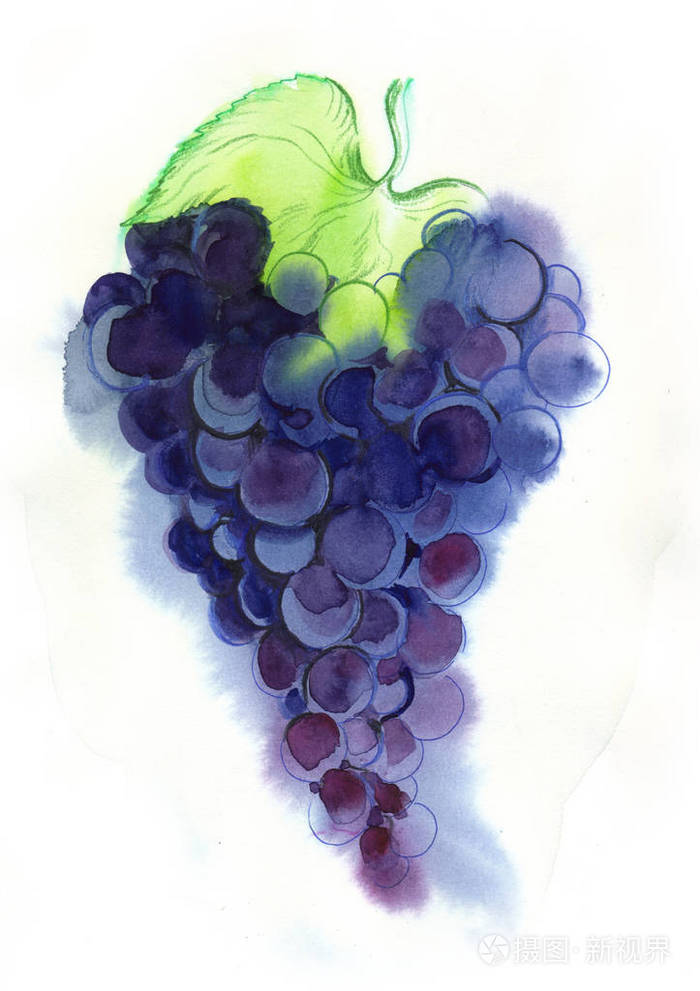 一串葡萄的水彩画