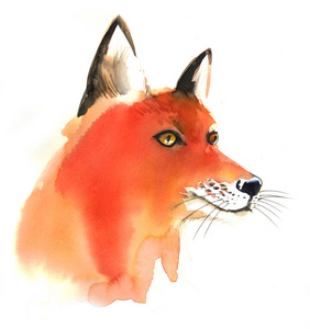 狐狸头的水彩画