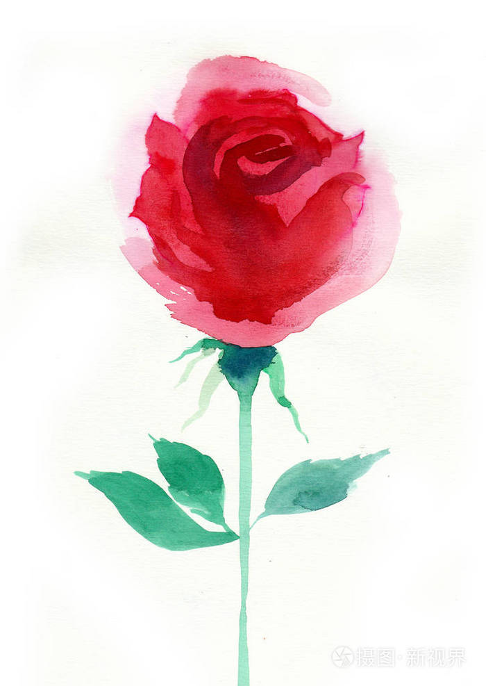 一幅白色背景的红玫瑰花水彩画