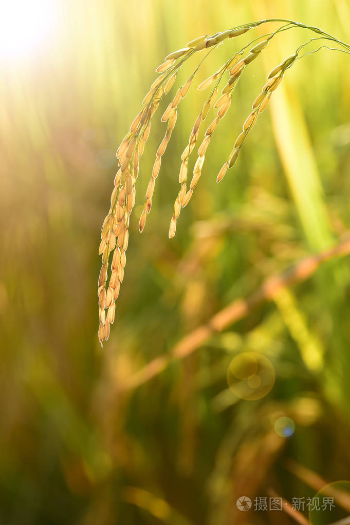 稻田里成熟的水稻