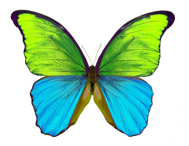 形态蝴蝶分离在白色上。 双色蝴蝶翅膀。 黄色和蓝色的翅膀。