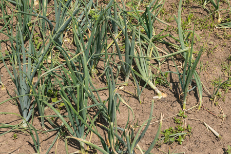 洋葱在花园里图片