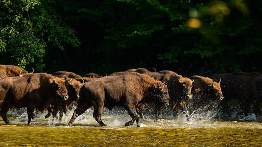 水中的Wisent欧洲野牛野生牛。 圣河。 比斯扎迪山。 波兰。