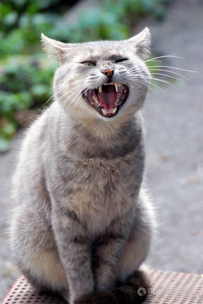 院子里坐着一只张开大嘴的灰猫