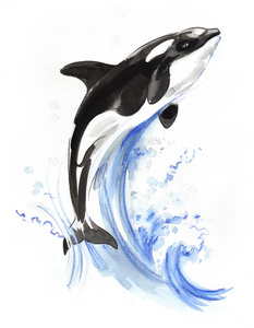 跳虎鲸。 墨水和水彩插图