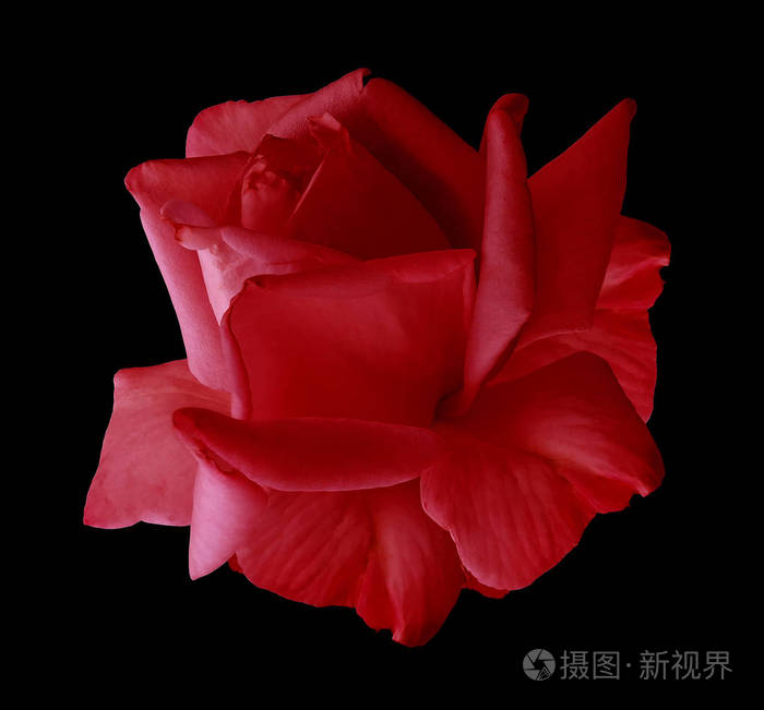 玫瑰红花在黑色孤立的背景上与剪裁路径. 没有影子. 特写镜头.