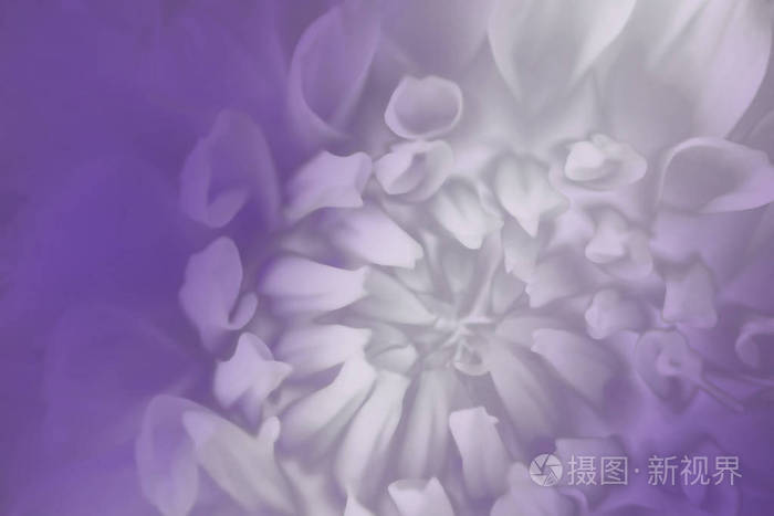 花紫白色背景 大丽花的背景接近 宏观的 大自然 照片 正版商用图片168jch 摄图新视界 花紫白色背景 大丽花的背景接近 宏观的 大自然 照片 正版商用图片168jch 摄图新视界