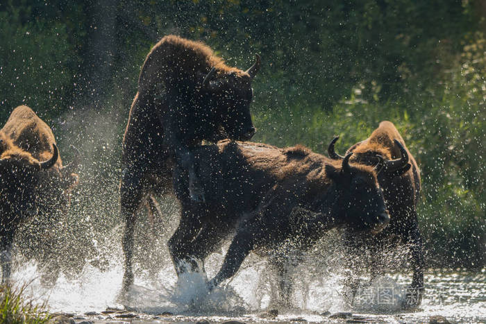 比斯扎迪山. 波兰.
