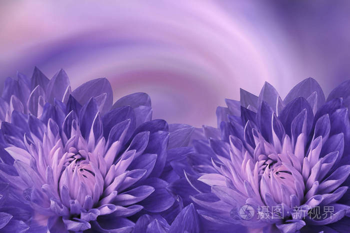 花紫粉色美丽的背景 彩色背景上的紫色大丽花 贺卡 花的组成 大自然 照片 正版商用图片168k1u 摄图新视界 花紫粉色美丽的背景 彩色背景上的紫色大丽花 贺卡 花的组成 大自然 照片 正版商用图片168k1u 摄图新视界