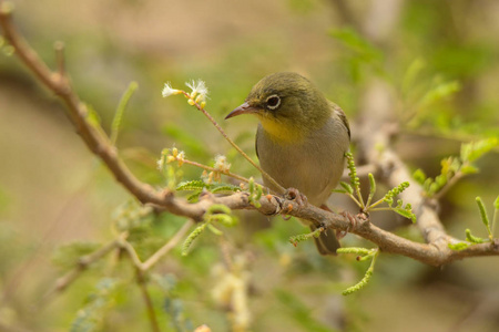 s Weaver  Ploceus galbula