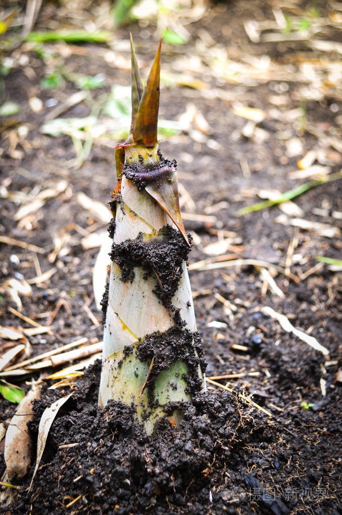竹笋从天然竹林中发芽