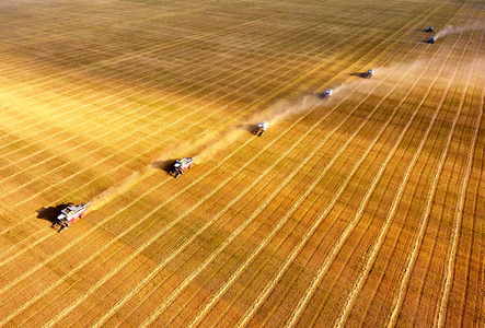 收割谷物。 收割机在野外工作。 农业。 联合收割机的鸟瞰图。 收割小麦。 联合收割机农业机器在田间收集黄金小麦。 从上面看。