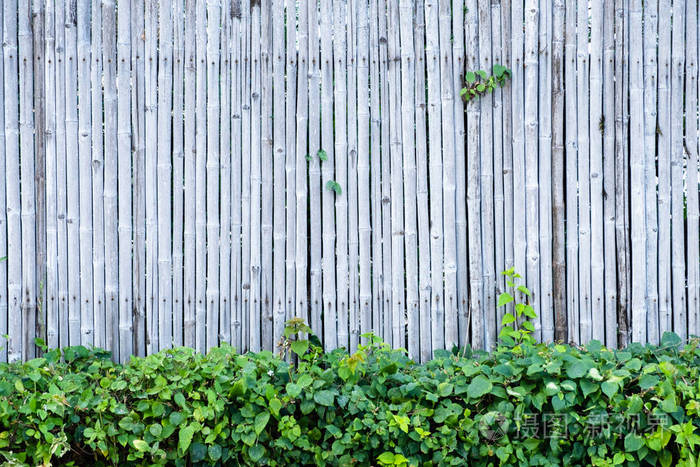 竹篱笆墙背景和纹理与绿色植物装饰自然表面.