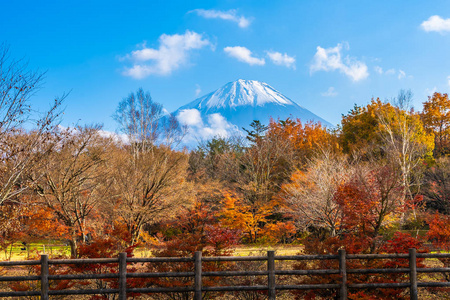 日本秋季环湖枫叶树的富士山美景