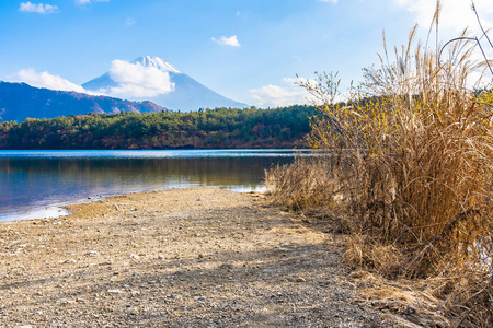 日本大林湖畔枫叶树的富士山美景