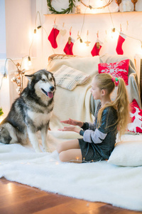可爱的金发女孩在家里和一只狗一起玩，马拉穆特在家里的装饰房间里过圣诞节