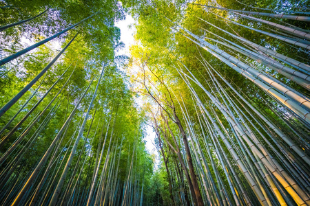 日本京都阿拉山地区美丽的竹林图片