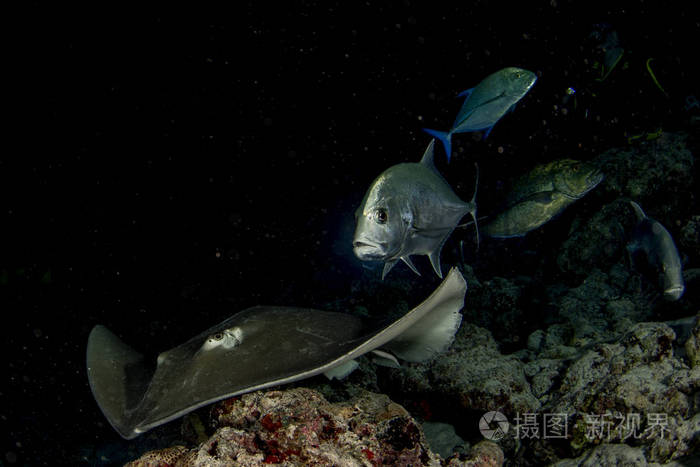 夜间潜水时黑色背景下的蛇毒鱼