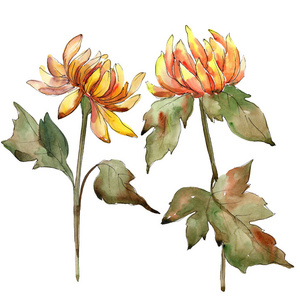 橘子石膏植物花。水彩背景插图集。被隔绝的石膏例证元素