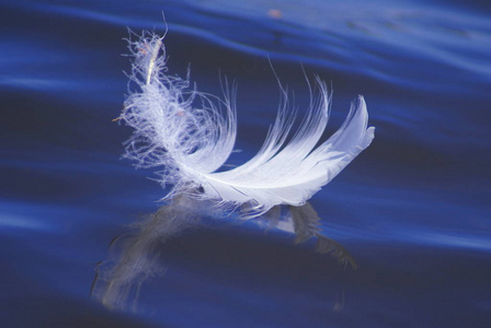 湖面上一根美丽的白色轮廓鸟羽毛反映在蓝色的水中。