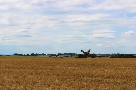 奇妙的风景。 收割后的鹰和黄色的大麦田，背景是阴沉的天空。