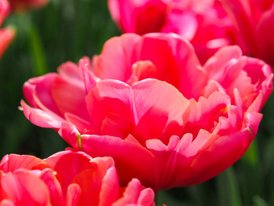 荷兰荷兰弗洛拉公园领域美丽的红色郁金香。 库肯霍夫。
