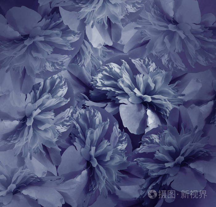 花深蓝色背景一束牡丹花牡丹花的蓝色花瓣快关门大自然