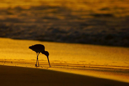 日出时鸟的轮廓。 萨拉拉海滩上的黑色尾巴戈德维特利莫萨利莫萨。 奥曼