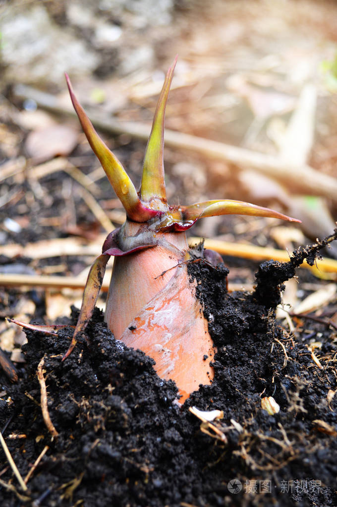 竹笋从天然竹林中发芽