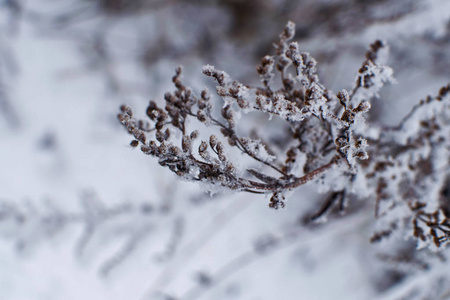 树枝上蓬松的雪。 冬季景观。