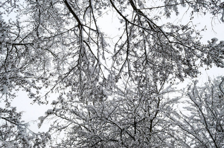 美丽的冬景树木覆盖着雪