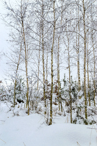 美丽的冬景树木覆盖着雪图片