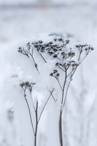 树枝上蓬松的雪。 冬季景观。