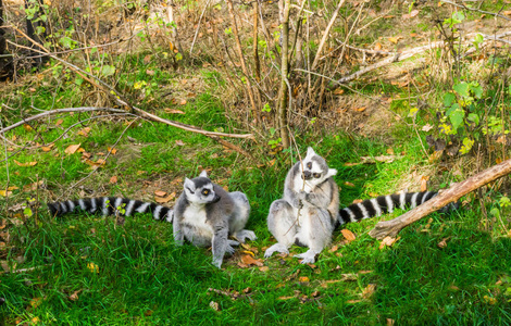 两只环尾狐猴坐在草地上，一只啃着一只濒临灭绝的马达加斯加热带猴子的树枝
