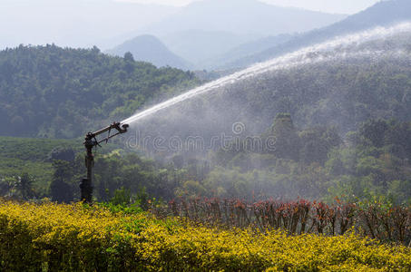 领域 拍摄 农业 洒水器 公园 农事 灌溉 农场 潮湿 作物