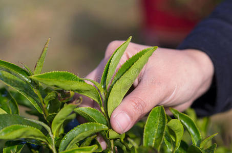 手工采摘茶叶