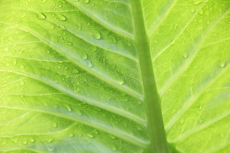 带雨滴的奇异植物背景图片