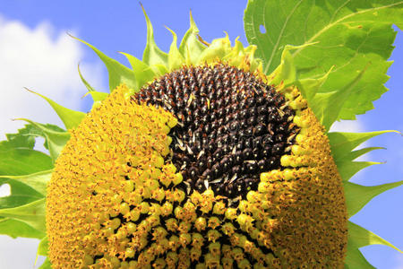 带籽向日葵,成熟可收获照片