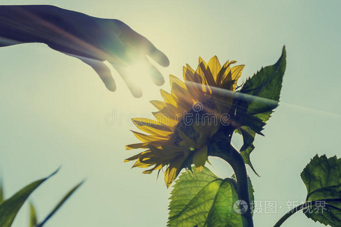 太阳光照在向日葵上用手抚摸它